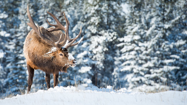Elk