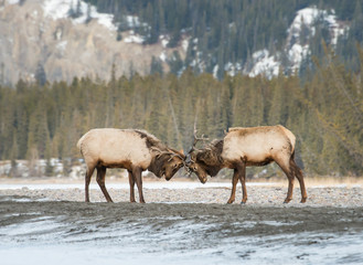 Elk