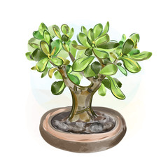 Vector illustrations. Watercolor Money Tree Bonsai. Hand draw japanese tree.