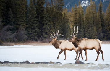 Fototapeta premium Elk