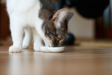 A cute cat eats a treat