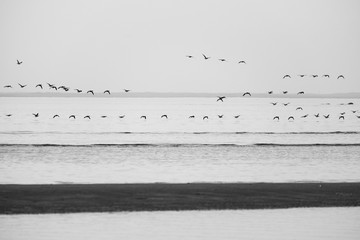 birds in flight over the sea - 169225775