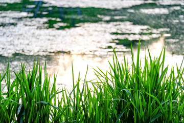 grass growing near a pond - 169225795