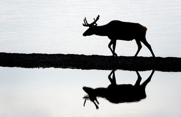 Elk