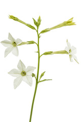 Flower of fragrant tobacco, lat. Nicotiana sanderae, isolated on white background