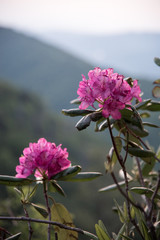 Rhododendron along the Blue Ridge Mountains