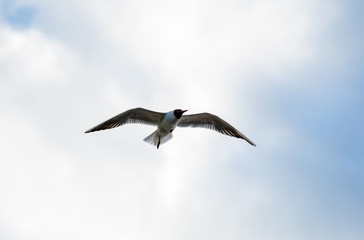 High in the sky flies a lone white gull seeking prey