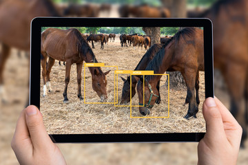 Machine Learning analytics identify animal technology , Artificial intelligence , image processing concept. Hand using tablet with software ui analytics and recognition horses.