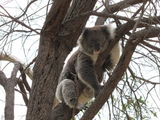 Koala en su ambiente natural
