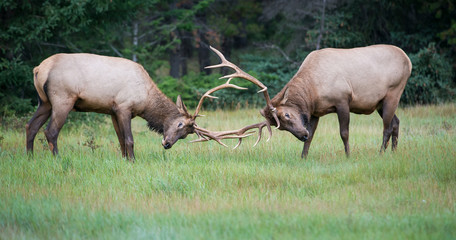 Elk