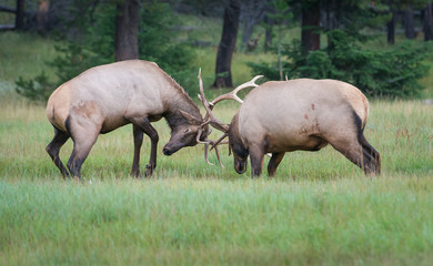 Elk