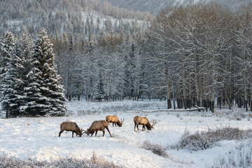 Elk