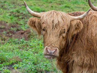 shaggy cow