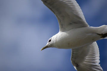 Common gull (larus canus) in flight against a blue sky, close up, copy space