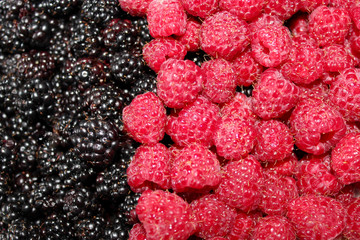 blackberry and raspberry