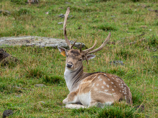 Young deer