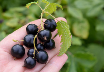 on the hand juicy fresh isolated bunch macro sweet healthy garden summer blackcurrant green nature ripe black currants berry fruit food bush leaf branch plant 