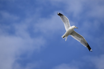 Fototapeta na wymiar Common gull (larus canus) in flight against a blue sky with white clouds, copy space