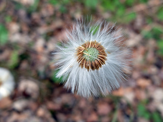 Huflattich Fruchtstand