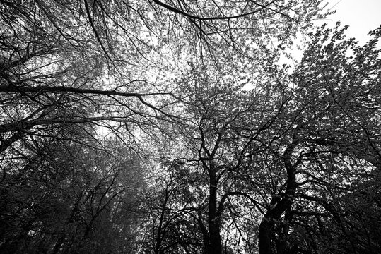 Fototapeta Crowns of trees and sky, black and white photography