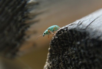 Green beetle