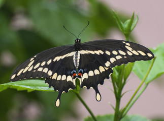 Black, pale yellow, red, and blue giant swallowtail butterfly against a blurred green plant and pale peach colored wall background