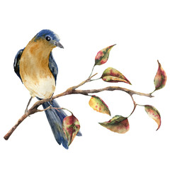 Watercolor robin redbreast sitting on tree branch with red and yellow leaves. Autumn illustration with bird and fall leaves isolated on white background. Nature print for design.