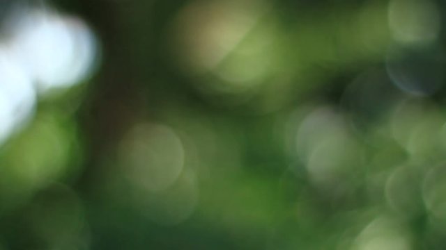 Boke of forest and light at Shinagawa shrine