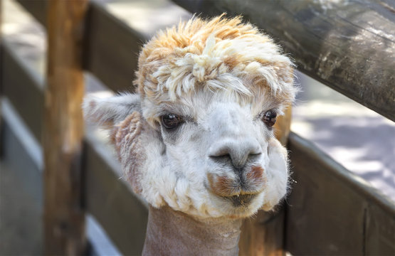 Closeup of an white alpaca. Nizhny Novgorod, Russia.