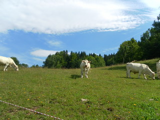 Vache de Savoie en France