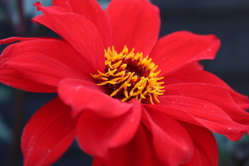 Red Peony