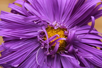 Lavender Ostrich Feather Flower