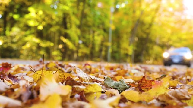 Car passing and making autumn leaves fly, slow motion