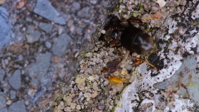 Lasius Niger K&ouml;nigin/ K&ouml;nigin der Schwarze Wegameise gr&uuml;ndet eine neue Kolonie