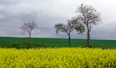 Oil seed rape