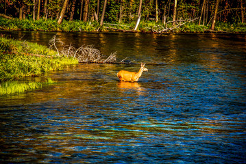 Deer wading in mountain river