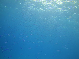 Fototapeta na wymiar Plongée Maldives