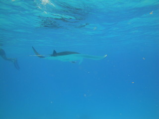 Plongée Maldives