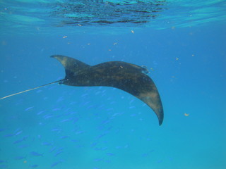 Plongée Maldives