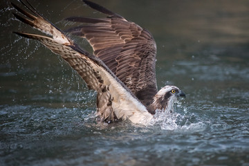 Fototapeta premium Close photograph of an osprey fishing diving into the water and half submerged