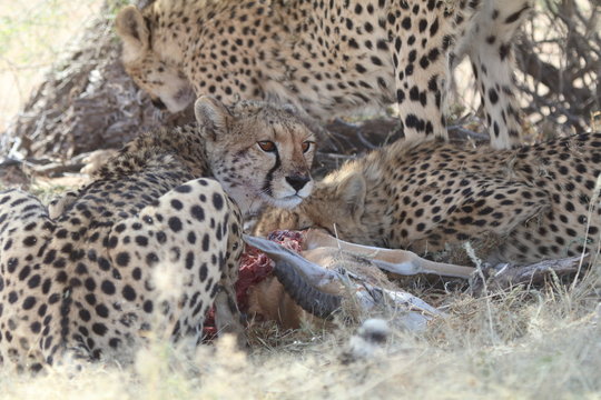 Cheetahs on springbok kill, Kgalagadi National Park, South Africa