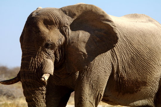 Elephant in Etosha National Park, Namibia
