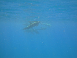 Plongée Maldives