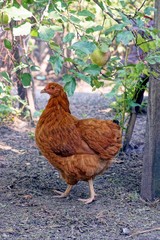 Коричневая курица стоит на земле в саду у яблони