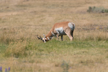 An pronghorn (antilocapra americana) male buck grazing on grassland in Yellowstone National Park, WY.