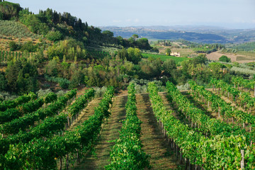 Fototapeta na wymiar Vineyard in Tuscany Italy.