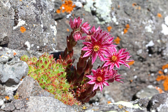 rosette basali e fiori di semprevivo montano (Sempervivum montanum)