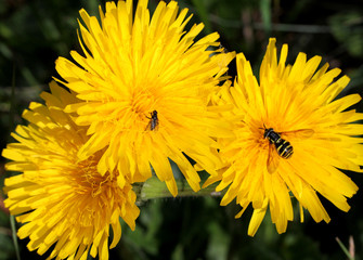 gialli capolini di tarassaco