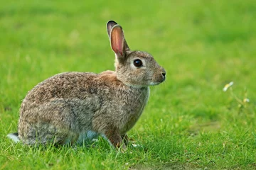 Fotobehang Wild rabbit sitting on grass - closeup image © Lioneska