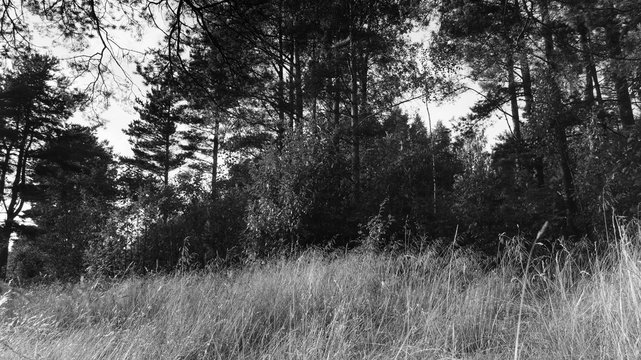 Dry fall grass. Some trees are behind a field. Black and white photo.